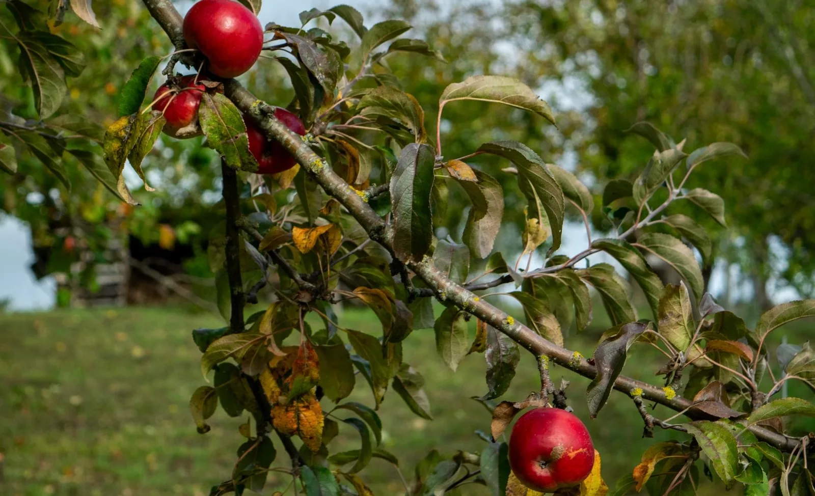 Récolte de pommes dans le Calvados